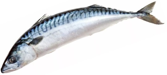Скумбрия свежемороженная Aro неразделанная