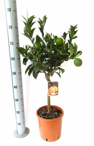 Апельсин цитрус Nicole 21