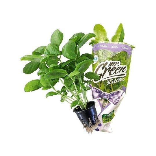 Базилик зеленый Green Eco зелень в горшочке 80 г