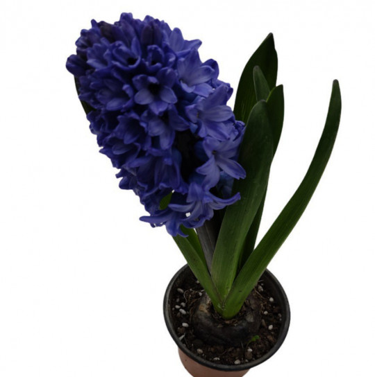 Гиацинт 1 шт Голландия