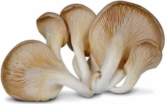 Грибы вешенки, вес.