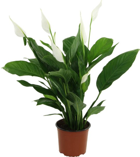 Растение комнатное NICOLE №24