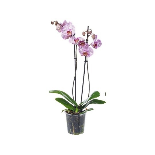 Растение комнатное NICOLE №29