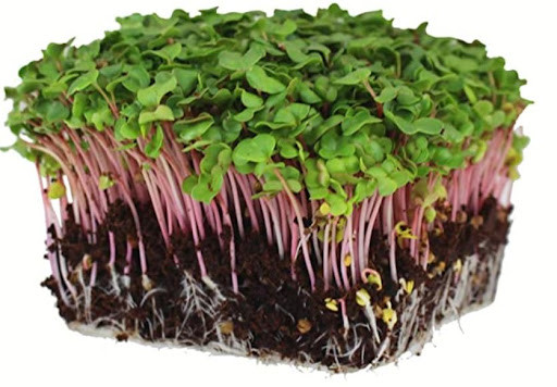 Микрозелень редиса My Green, 40 гр