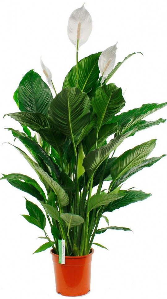 Растение комнатное NICOLE №33