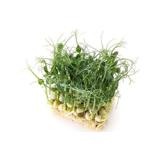 Микрозелень горох