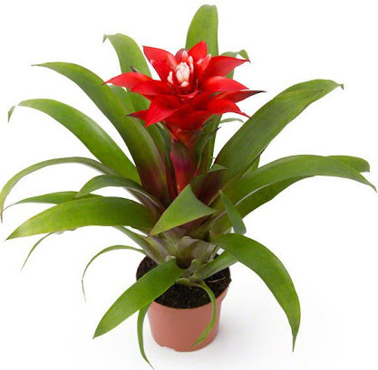 Растение комнатное NICOLE №25