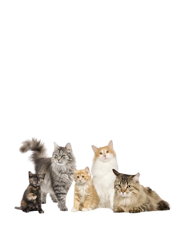 Корма для кошек, витамины