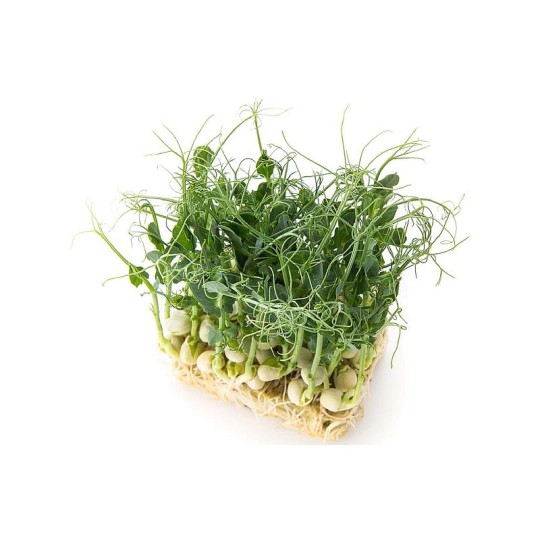 Микрозелень горох