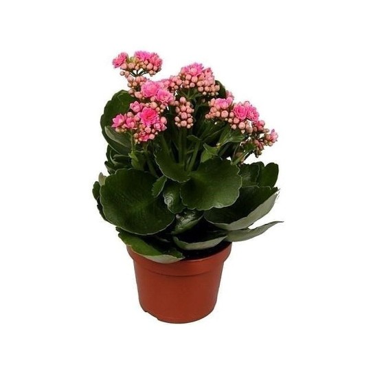 Растение комнатное NICOLE №14