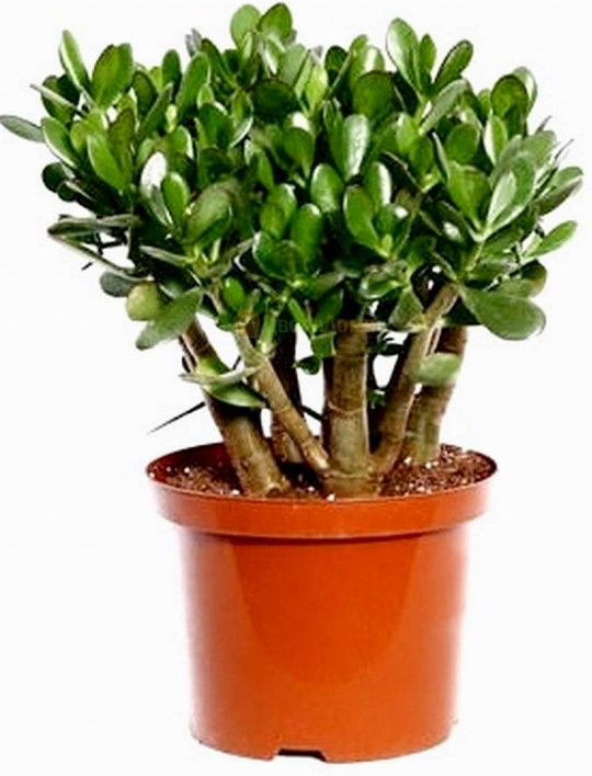 Растение комнатное NICOLE №14