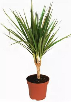 Растение комнатное Nicole №17