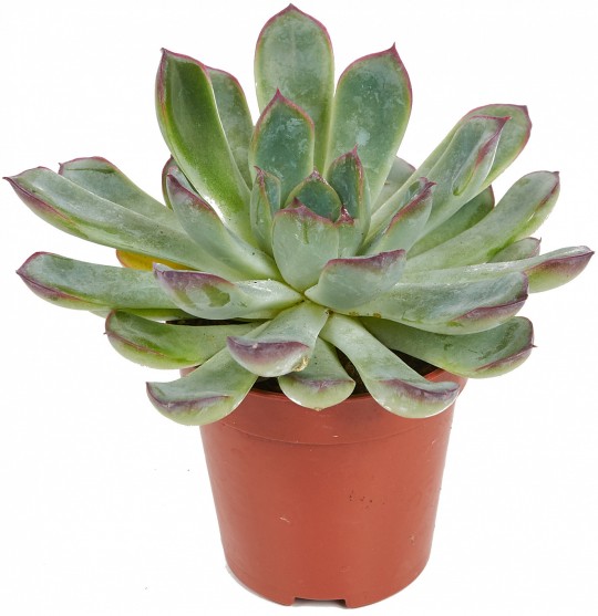 Растение комнатное NICOLE №17