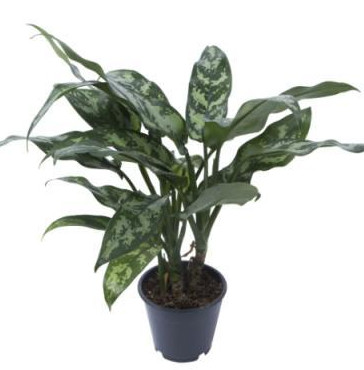 Растение комнатное NICOLE №21