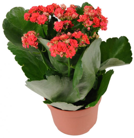 Растение комнатное NICOLE №11