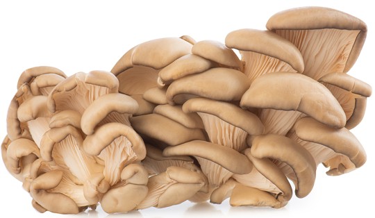 Грибы вешенки Степногорск вес