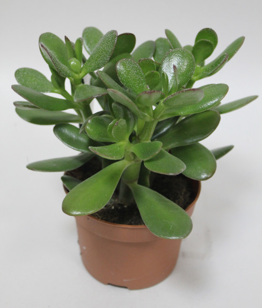 Растение комнатное NICOLE №21