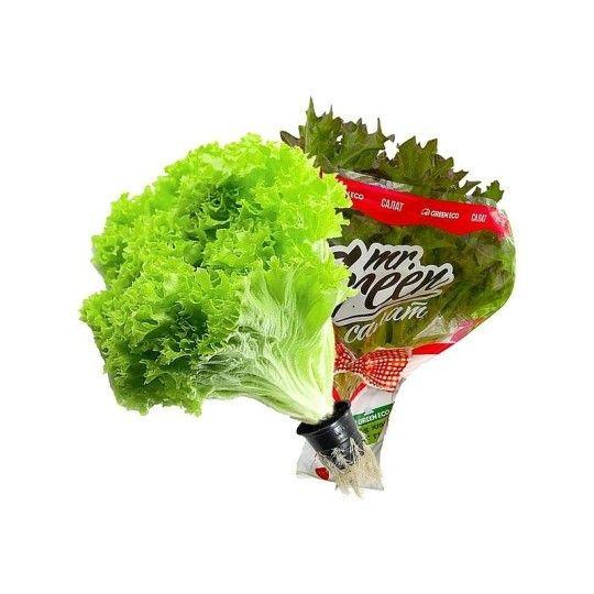 Салат лолло биондо Green Eco зелень в горшочке 150 г