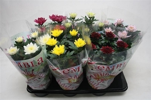 Хризантема зембла (желтая)  Nicole 13