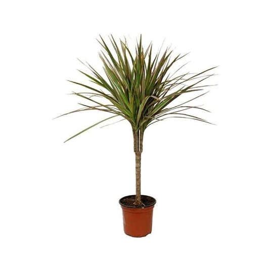 Растение комнатное NICOLE №22