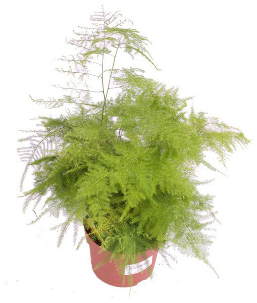 Растение комнатное NICOLE №16