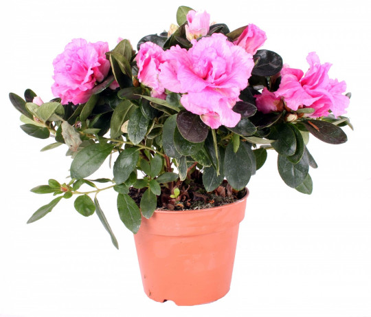 Растение комнатное NICOLE №19