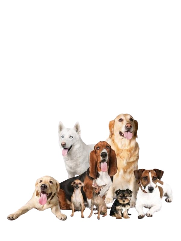 Корма для собак, витамины