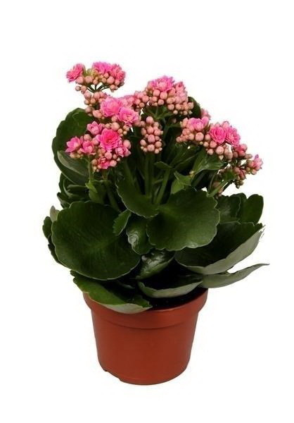 Каланхоэ Nicole 04