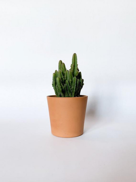 Кактус (Acanthocereus tetragonus) Nicole 23