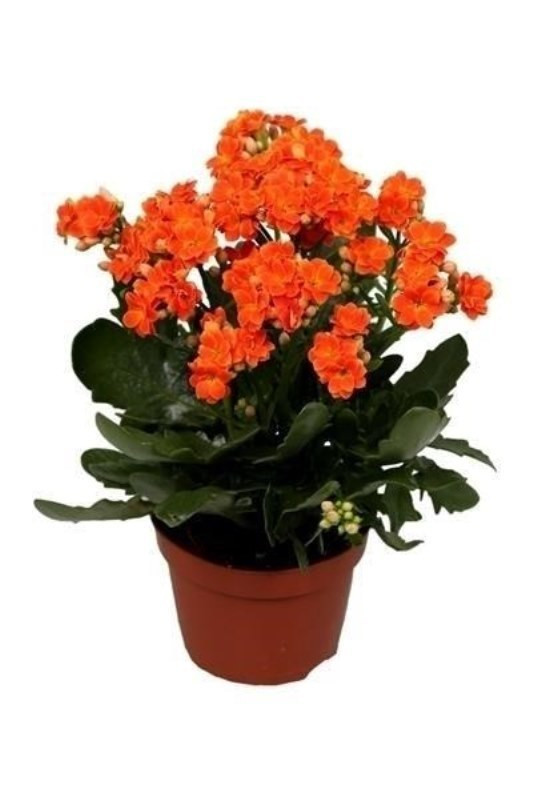 Каланхоэ Nicole 08