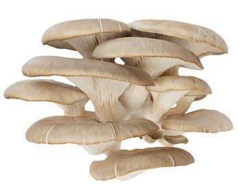 Грибы вешенки импорт свежие вес