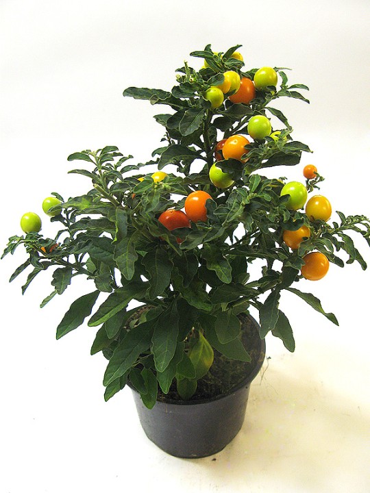 Растение комнатное NICOLE №8